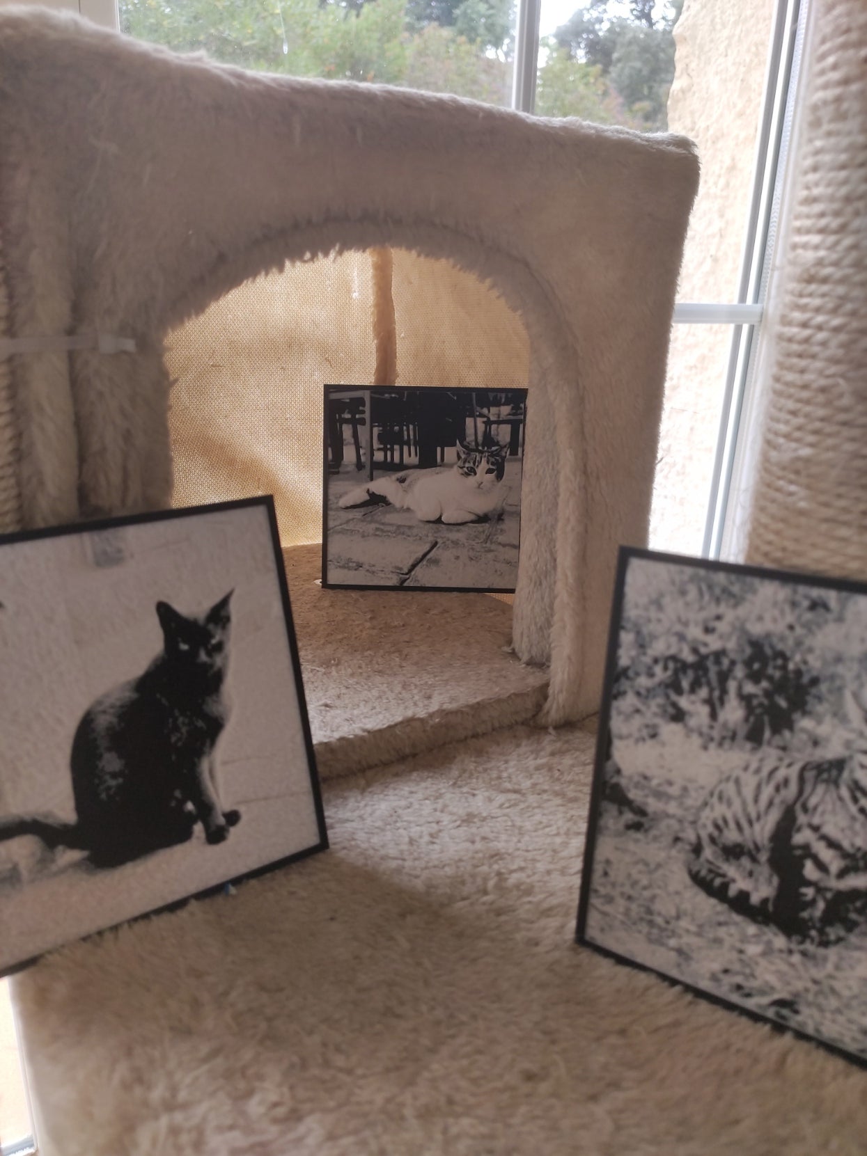 Cuadros gatos en rascador