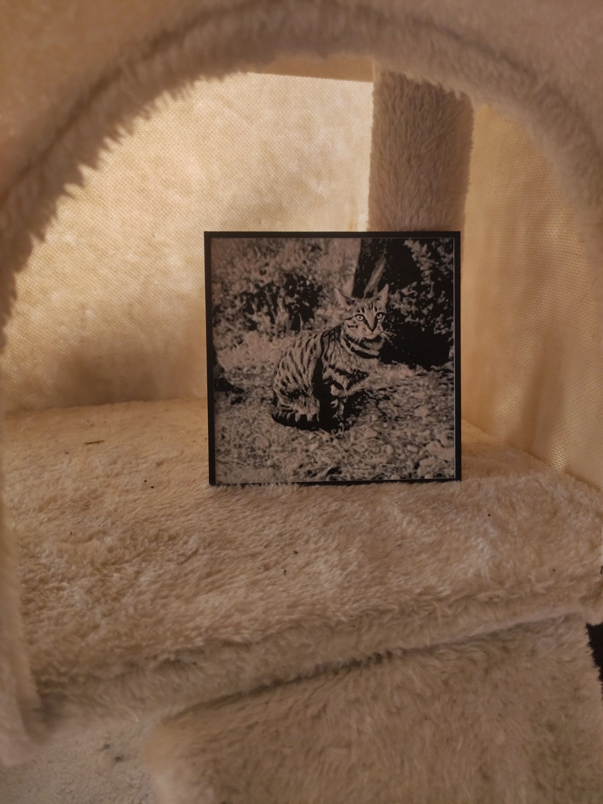 Cuadro gato en caja rascador
